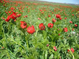 الحقول الربيعية ببلدية 