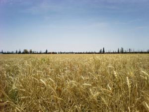 حقول القمح بضواحي  غليزان