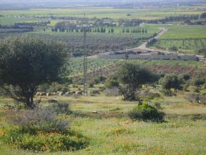 حقول فلاحية بالضفة الغربية لبلدية  المطمر