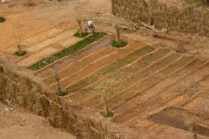 حقول فلاحية بضواحي بلدية  المنيع