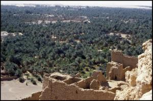 واحة نخيل بضواحي مدينة  الڨليعة