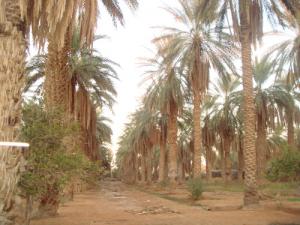 واحات بلدية  زلفانة