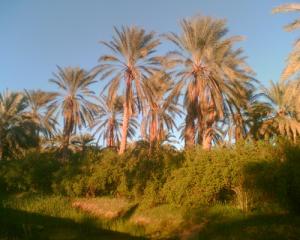 واحة نخيل بضواحي  ڨرارة