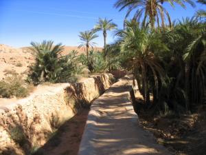 واحات بلدية  بونورة  1