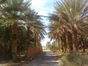 واحات مدينة  العاطف