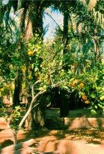 حدائق  غرداية  1