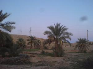 حدائق النخيل بمدينة  غرداية