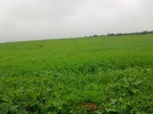 الحقول الخضراء بضواحي عين تموشنت