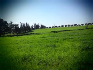 الحقول المحيطة بمدينة  عين تموشنت  في فصل الربيع