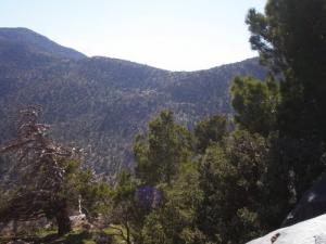 الغابات الخضراء لجبل  عين عيسى  ببلدية  عين صفرة