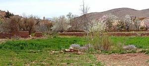 صورة من حدائق قصر  سفيسيفة  (ولاية نعامة)