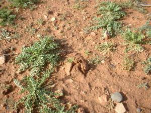 نبات الترفاس بضواحي  نعامة