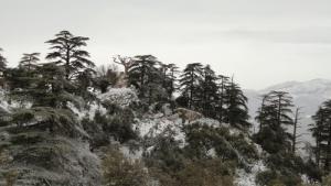 غابات ولاية  عين الدفلة  تحت الثلوج