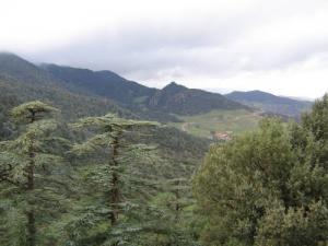 غابات ولاية  عين الدفلة