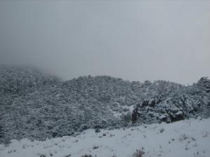 غابات  ثنية  تحت الثلوج 1