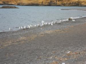 طيور النورس على ضفة ساحل 