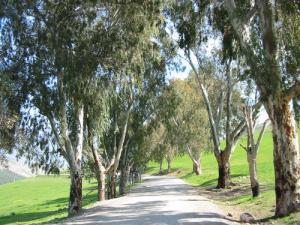 مدخل بلدية  الكافور