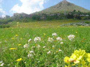 الحقول الخضراء لبلدية  رواشد