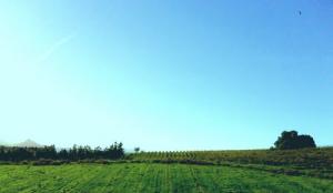 الحقول الفلاحية بضواحي  تيبازة