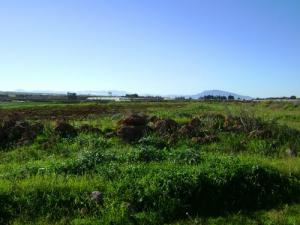 مدخل بلدية  شعيبة