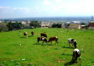 تربية الأبقار بضواحي  برباسة