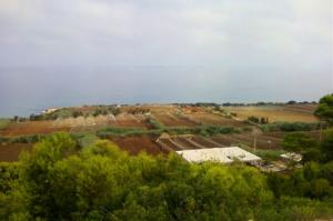 حقول فلاحية على ضفة الطريق المؤدي إلى بلدية  سيدي راشد