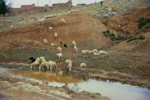 تربية الماشية بولاية سوق أهراس