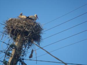 أعشاش طائر اللقلاق ببلدية  سدراتة