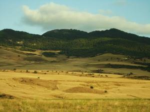 حقول القمح بضواحي سوق أهراس