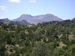 صورة من غابات  سوق أهراس