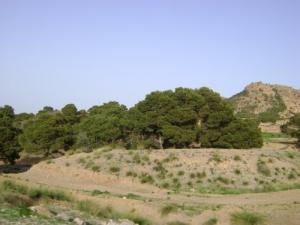 الغابات الخضراء لولاية  سوق أهراس