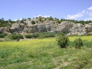 حقول أزهار الخردل بضواحي  سوق أهراس