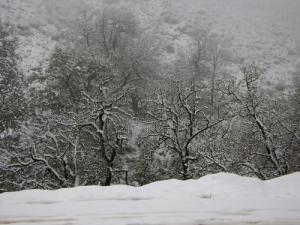 غابات ولاية سوق أهراس