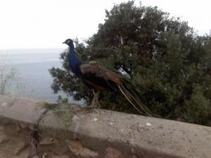 تربية الطاووس ببلدية  بابار  (ولاية سوق أهراس)