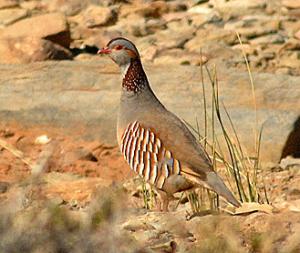 طائر الحجل البربري بضواحي قسنطينة