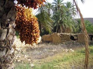 واحات التمر ببلدية  الولجة  (ولاية خنشلة)