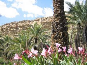 أزهار الربيع ببلدية  الولجة  1