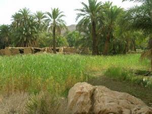 صورة من ضواحي بلدية  الولجة