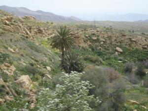 الحقول الربيعية لبلدية  جلال