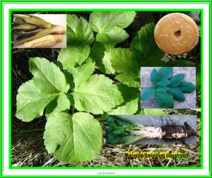 maceron(Smyrnium olusatrum)