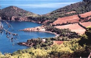 الغابة المجاورة لساحل 