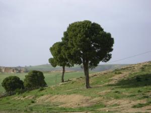 الحقول الخضراء لبلدية 