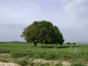 منظر طبيعي بضواحي 