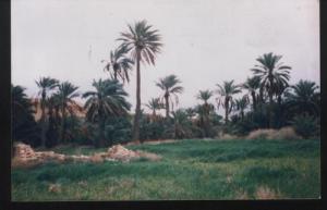 واحات النخيل لبلدية 