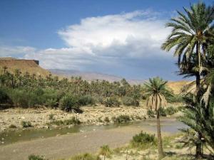 منظر من واحات بلدية 