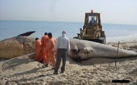 البحر يلفظ جثة حوت طوله 04 أمتاربشاطئ القل