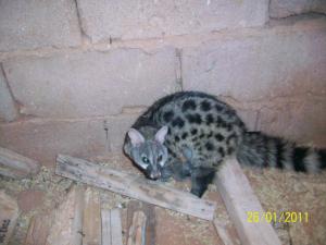 genetta genetta afra