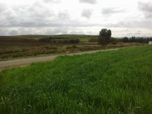 الحقول الخضراء لبلدية  منداس