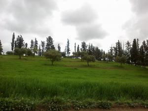 حقول القمح لبلدية  منداس  في فصل الربيع