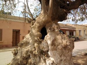 شجرة يفوق سنها مئة سنة بالقرب من ضريح  سيدي بن عدة